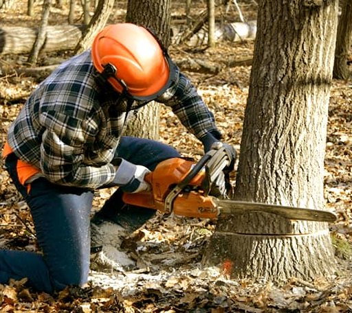 Tree Removal in Colchester, VT